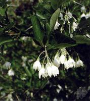 安息香植物原態(tài)