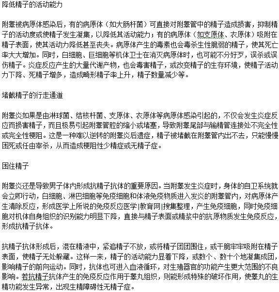 男性精子質(zhì)量與附睪炎有關(guān)嗎