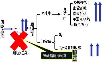 有機(jī)磷酸酯類(lèi)的中毒機(jī)制和解救方法