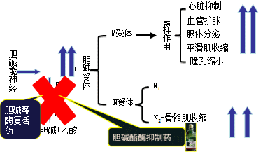 有機(jī)磷酸酯類(lèi)的中毒機(jī)制和解救方法