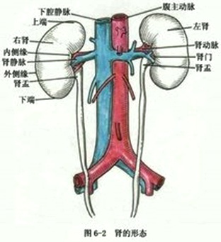 2019年中西醫(yī)執(zhí)業(yè)醫(yī)師重要考點急性腎小球腎炎發(fā)病機(jī)理