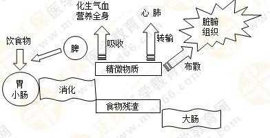 《中藥學綜合知識與技能》的藏象