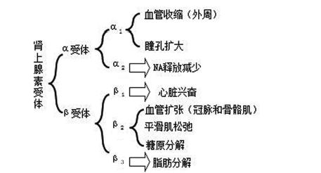 激動腎上腺受體作用