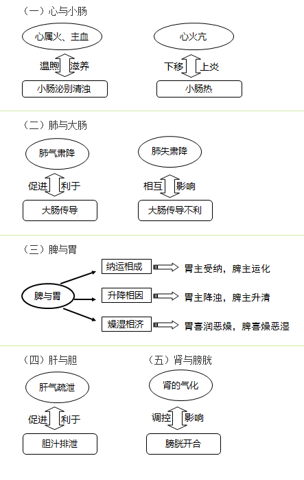 六腑與五臟之間的關(guān)系是什么？中西醫(yī)結(jié)合執(zhí)業(yè)助理醫(yī)師考試考點(diǎn)！