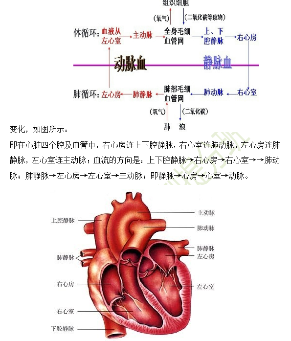 2019年臨床助理醫(yī)師心血管系統(tǒng)16個高頻考點速記！