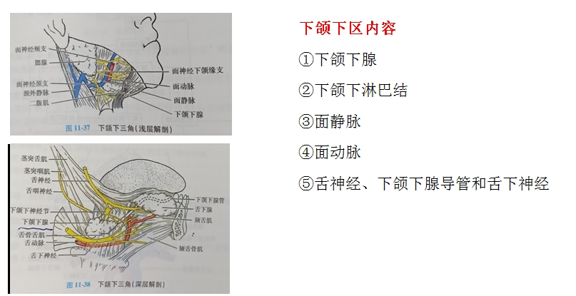 口腔解剖生理學(xué)