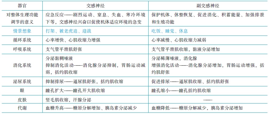 神經系統(tǒng)對內臟的調節(jié)