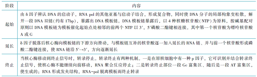 RNA轉(zhuǎn)錄過(guò)程