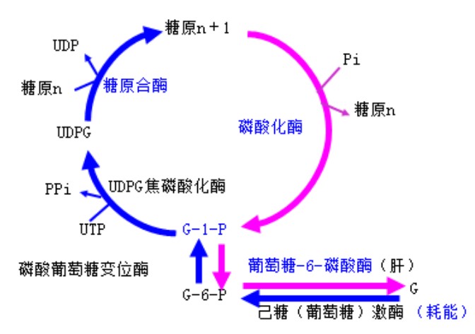 糖原