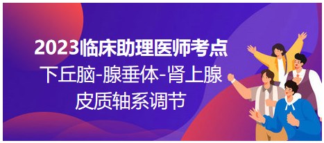 2023臨床助理醫(yī)師考點(diǎn)；下丘腦-腺垂體-腎上腺皮質(zhì)軸系調(diào)節(jié)