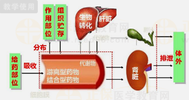 藥物的體內(nèi)過(guò)程