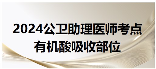 有機(jī)酸的吸收部位