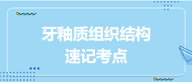 牙釉質(zhì)組織結(jié)構(gòu)速記考點(diǎn)